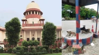 दिल्ली-एनसीआर में आवारा कुत्तों पर सख्ती, सुप्रीम कोर्ट ने प्रशासन को दिए कड़े निर्देश